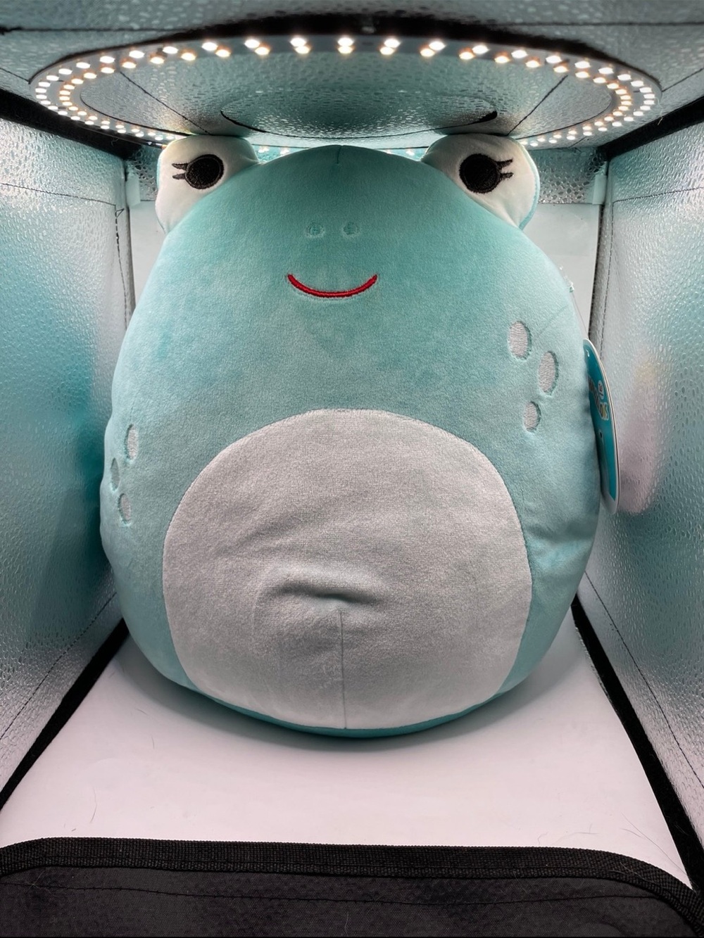 Squishmallows Aqua Frog Plush with Cream Belly